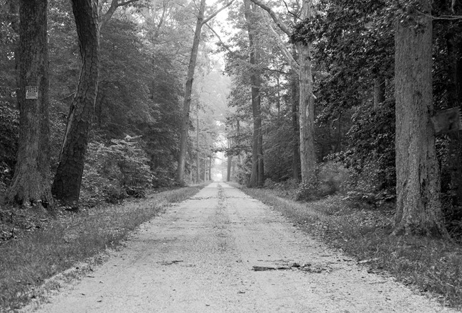 [Road in the Woods[4].jpg]