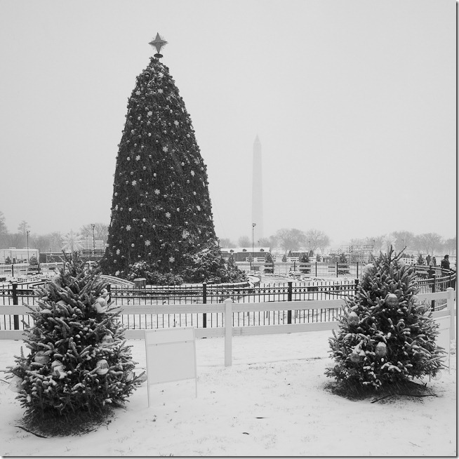 National Christmas Tree