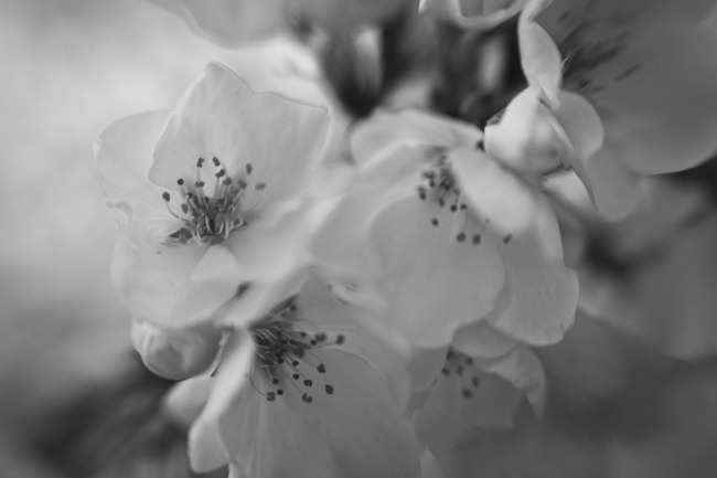 [Cherry Blossoms - Lensbaby Macro Black and White-2[4].jpg]