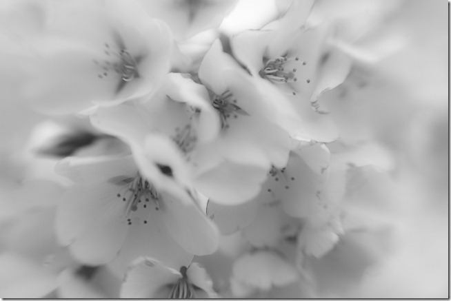 Cherry Blossoms - Lensbaby Macro Black and White-3