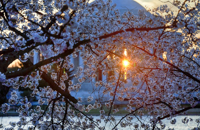 [Washington Cherry Blossoms at Sunrise-1[4].jpg]