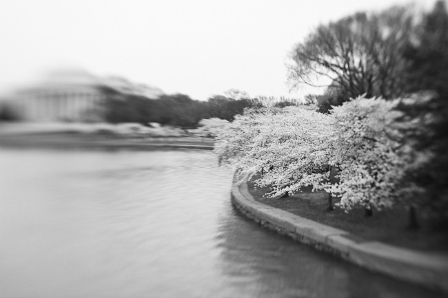 Cherry Blossoms and Jefferson - Lensbaby-6