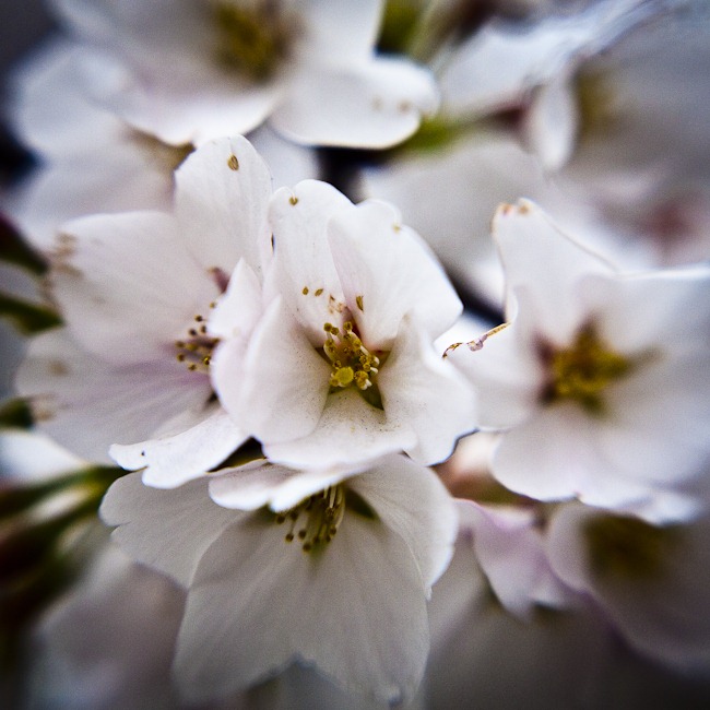 [Cherry Blossoms - Lensbaby Macro Color-1[4].jpg]