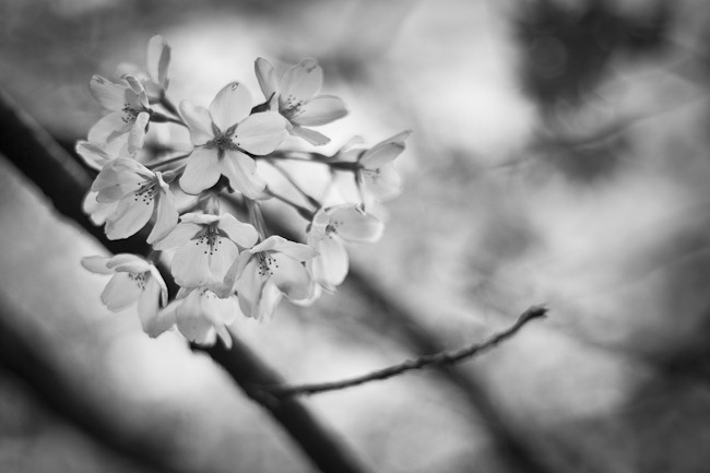 [Cherry Blossoms Black and White-2[4].jpg]