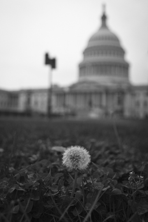 [Capitol Dandelions-1[4].jpg]