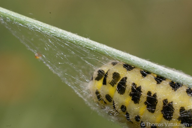 [macroday0932.jpg]