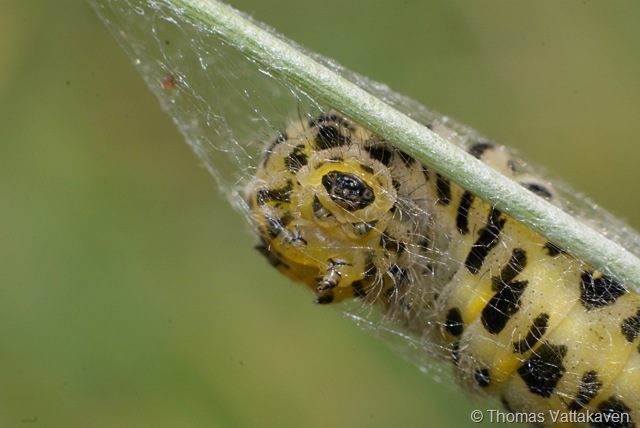 [macroday0962.jpg]
