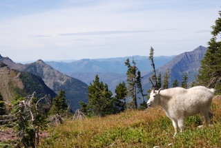 [Goat Logan Pass 9-9-2009 10-39-29 AM[4].jpg]