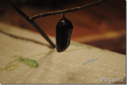 black chrysalis
