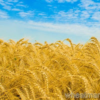 India: Wheat procurement up 11% on increased arrivals