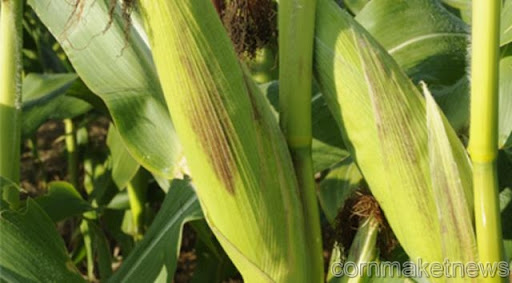 Bushel Of Corn. million ushels of corn