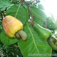 Early cashew harvest in Mozambique leads to loss of US$3 million