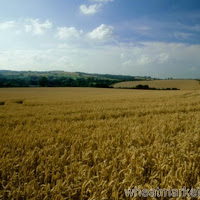 Wheat, corn, oat and soybean futures fall on the CBOT; beef and pork prices mixed