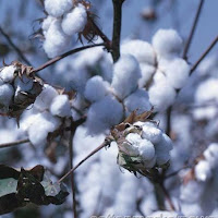 Indian Cotton Traders Call for More Exports