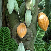 Cocoa Supplies Will Outpace Usage by 200,000 Tons, Armajaro Says