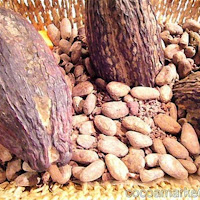 Ivory Coast cocoa trade, banking poised to restart