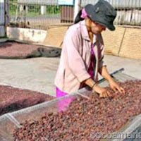 Shipping Firms Say Ivory Coast Cocoa Exports Resume