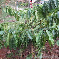 Robusta experiences big month on futures exchange