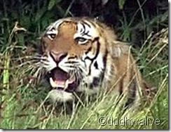 tiger tiger