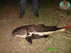 PICT0117.jpg