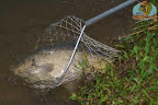 Carp(16).jpg