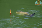 Pacu(35).jpg