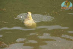 Carp(12).jpg