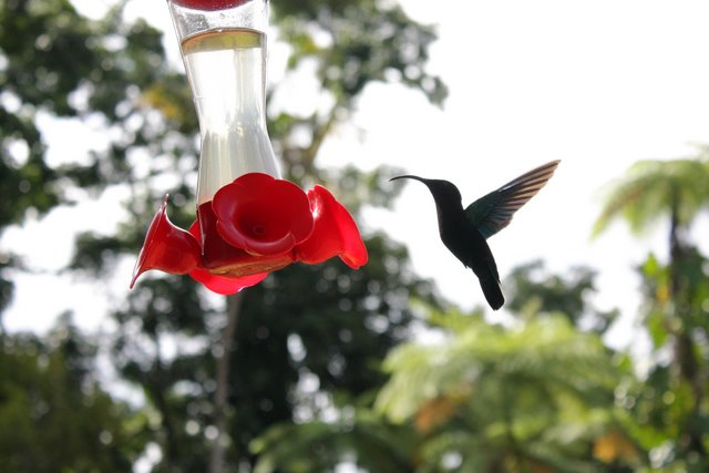 colibri