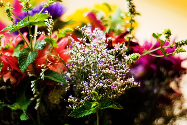 [flower4[3].jpg]