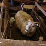 DSC01556.JPG