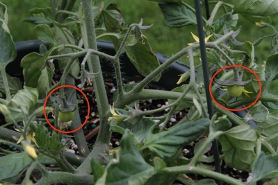 TumblerTomato-Firsttomatoes-3circled-2010-06-1-07-50.jpg