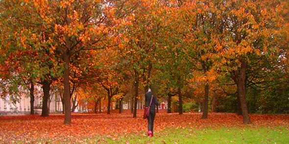 fall fall