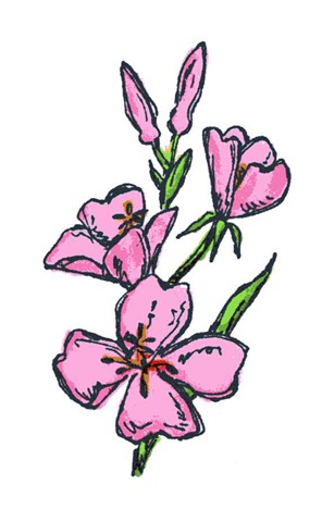 [Pink Flowers[6].jpg]