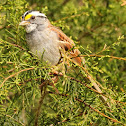 White-throated sparrow