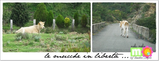 mucche_in_libertà