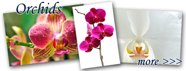 lightbox_Orchids