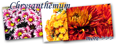 lightbox_Chrysanthemum