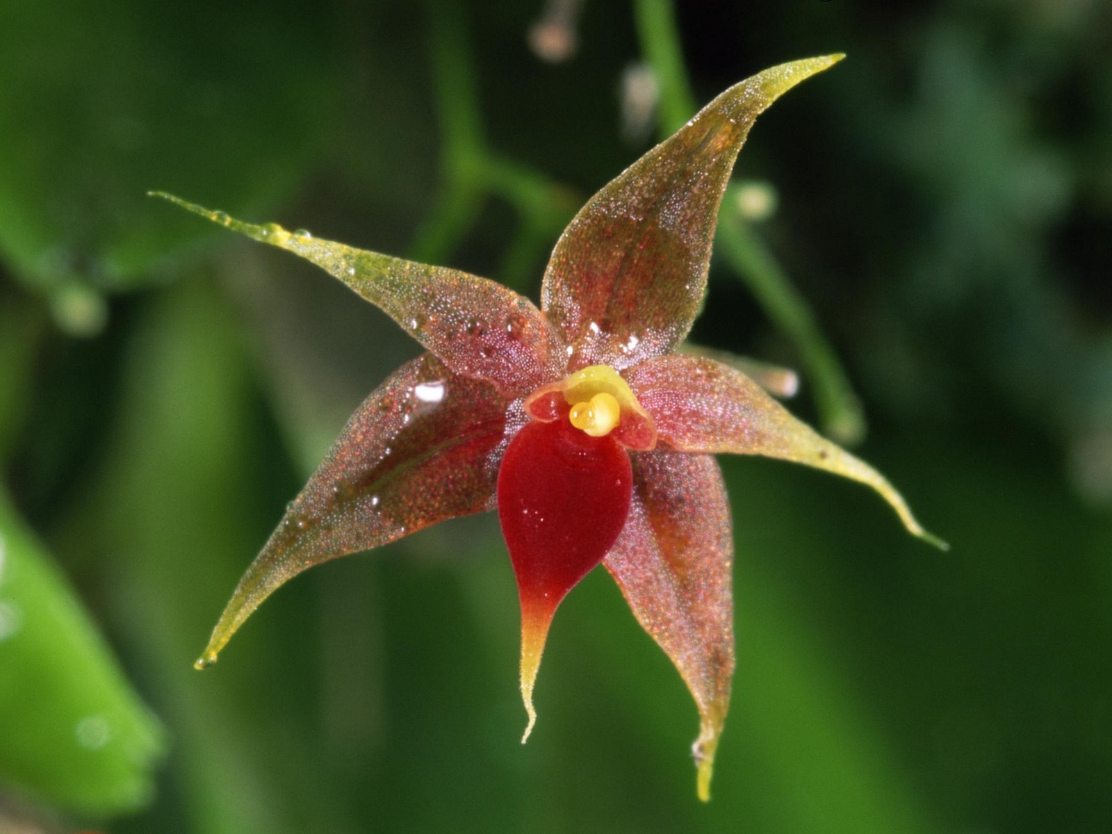 [Miniature Epiphytic Orchid, Costa Rica[3].jpg]