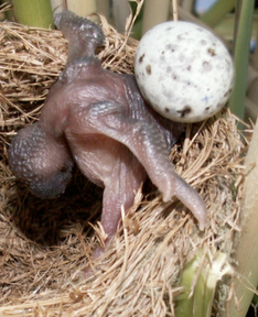 En gökunge puttar ut äggen i det bo där den kläckts. 