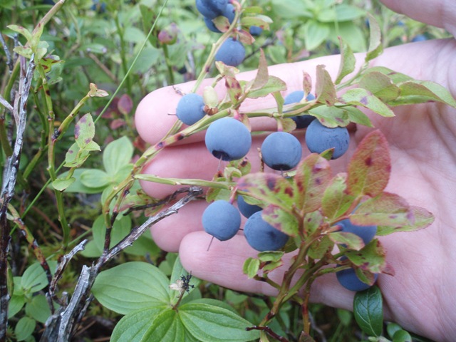 [hekla 001[5].jpg]