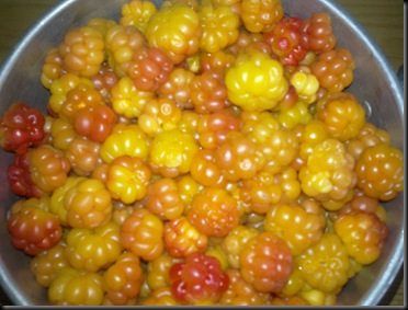 sensommer 2010 009