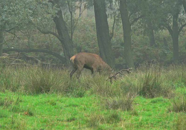[red deer 2 018[3].jpg]
