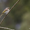 Brown Honeyeater