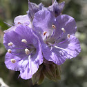 Phacelia