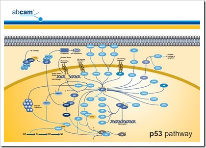 paquete de libros en neurociencias en formato .pdf paquete de libros en neurociencias en formato .pdf