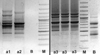 [PCR[4].jpg]