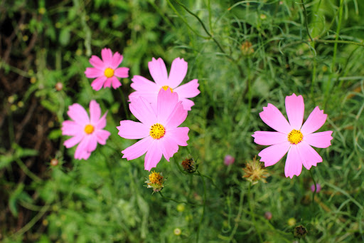 IMAGE: http://lh5.ggpht.com/_48uqwynaX04/THuzTCTRYrI/AAAAAAAACLA/mm5toVPzEWY/IMG_1961x.JPG