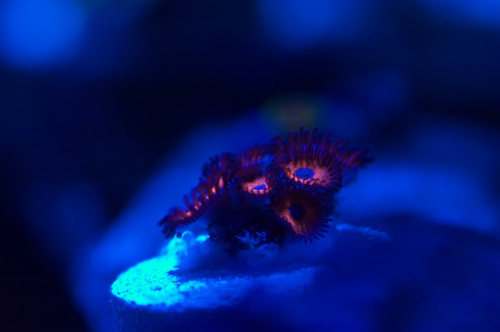 IMAGE: http://lh5.ggpht.com/_4AK_7tj0kG0/SoZJiv1MKwI/AAAAAAAACx4/s_STZdISevs/s720/CRW_6405.jpg