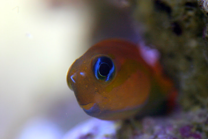 IMAGE: http://lh5.ggpht.com/_4AK_7tj0kG0/StvI3WRkaFI/AAAAAAAADJU/et0R7IYlwZs/s720/IMG_6957.JPG