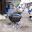 SDC12094.JPG
